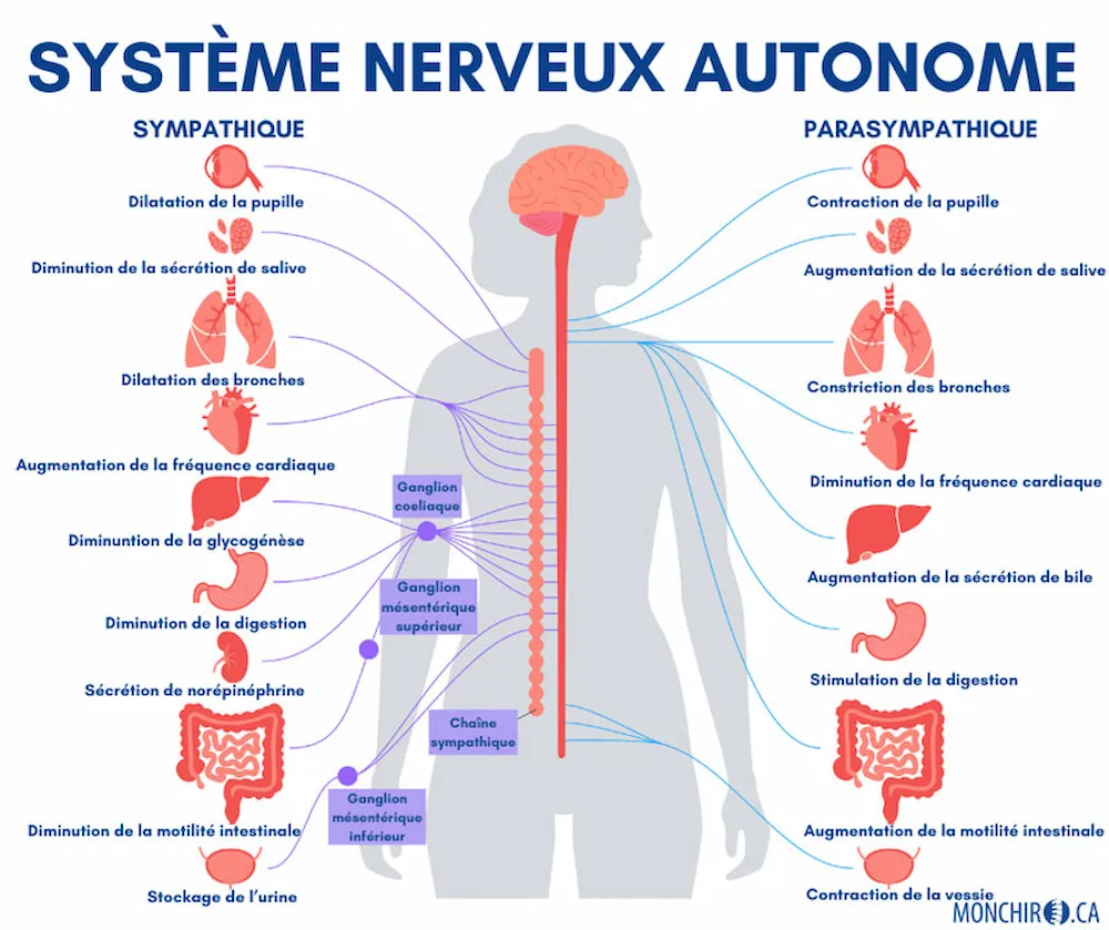 Schéma du système nerveux autonome